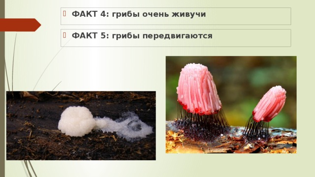ФАКТ 4: грибы очень живучи ФАКТ 5: грибы передвигаются
