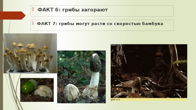 ФАКТ 6: грибы загорают ФАКТ 7: грибы могут расти со скоростью бамбука