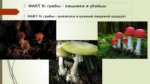 ФАКТ 8: грибы – хищники и убийцы ФАКТ 9: грибы – целители и ценный пищевой продукт