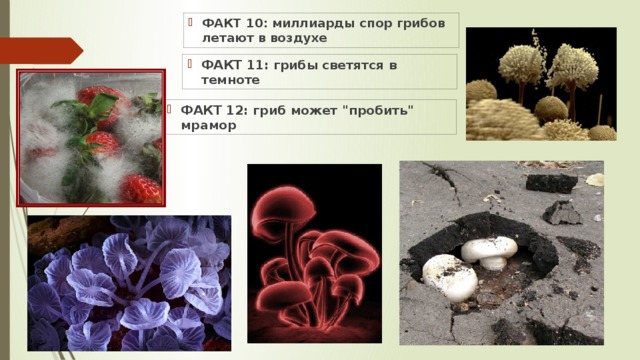 ФАКТ 10: миллиарды спор грибов летают в воздухе ФАКТ 11: грибы светятся в темноте ФАКТ 12: гриб может 