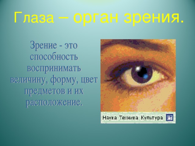 Глаза – орган зрения.