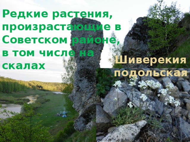 Редкие растения, произрастающие в Советском районе, в том числе на скалах Шиверекия подольская