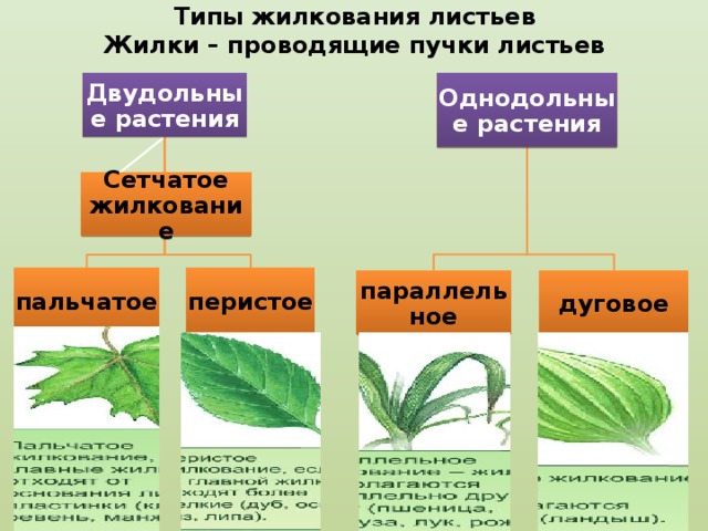 Малина двудольное или однодольное растение. Параллельное жилкование листьев у однодольных или двудольных. Жилкование двудольных растений. Параллельное жилкование листьев у двудольных. Сетчатое жилкование листьев Однодольные или двудольные.