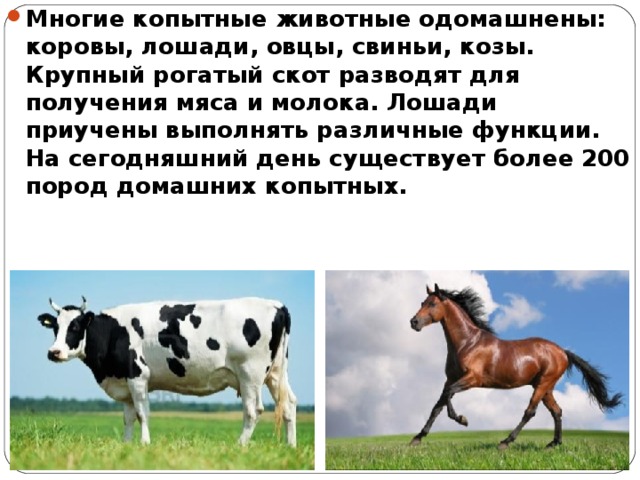 Почему именно конь. Сообщение о домашних сельскохозяйственных животных. Описание домашних животных. Презентация на тему домашние животные корова. Сообщение на тему корова.