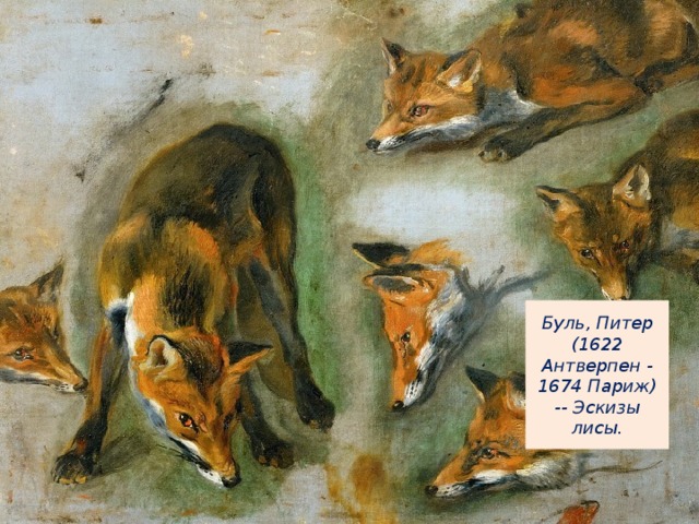 Буль, Питер (1622 Антверпен - 1674 Париж) -- Эскизы лисы.