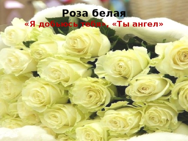 Роза белая  «Я добьюсь тебя», «Ты ангел»