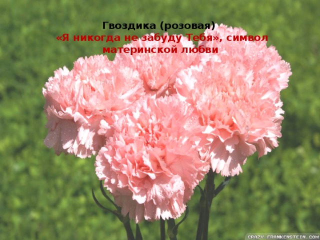 Гвоздика (розовая)   «Я никогда не забуду Тебя», символ материнской любви