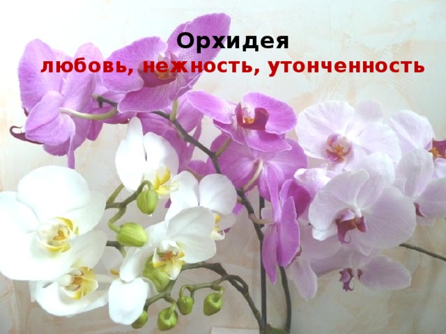 Орхидея  любовь, нежность, утонченность
