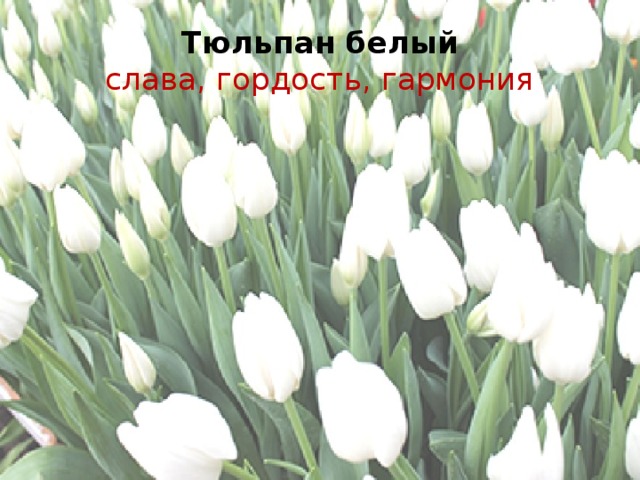 Тюльпан белый  слава, гордость, гармония