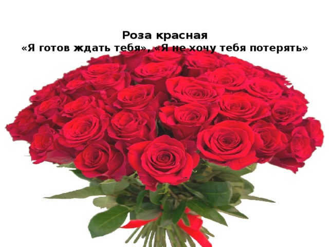 Роза красная  «Я готов ждать тебя», «Я не хочу тебя потерять»