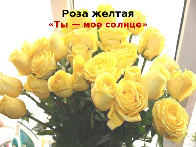 Роза желтая  «Ты — мое солнце»