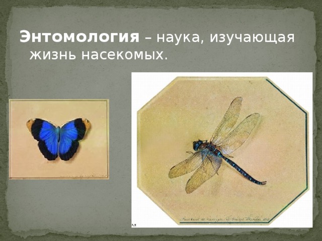 Энтомология – наука, изучающая жизнь насекомых.