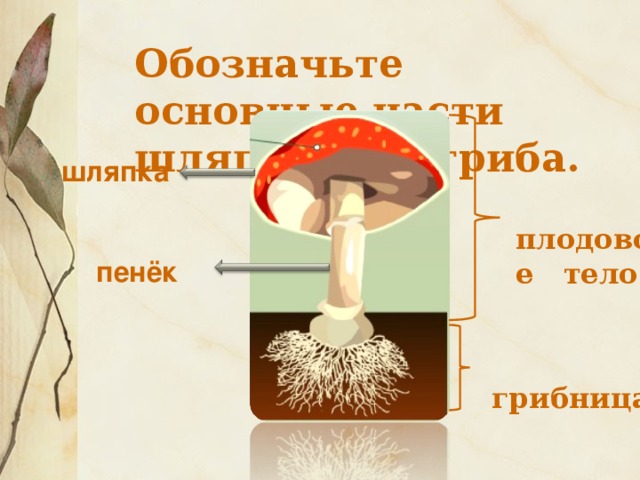 Обозначьте основные части шляпочного гриба.    плодовое тело   грибница шляпка пенёк