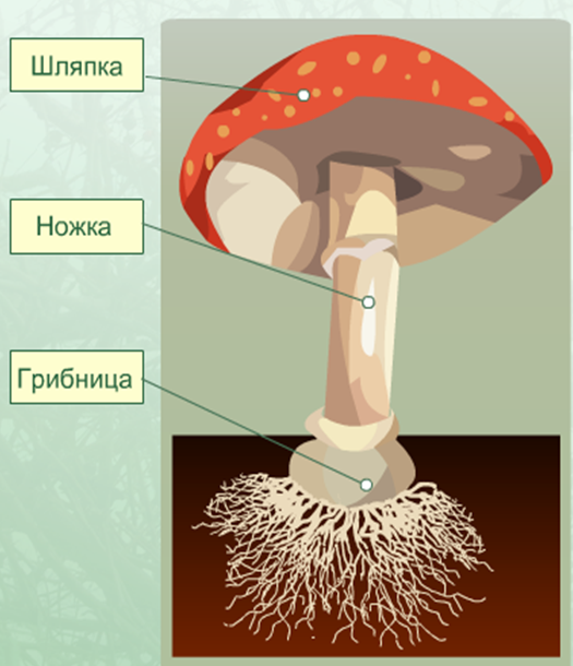 Гриб строение грибница шляпка ножка. Строение шляпочного гриба рисунок. Части шляпочного гриба на рисунке. Мухомор гриб строение гриба.