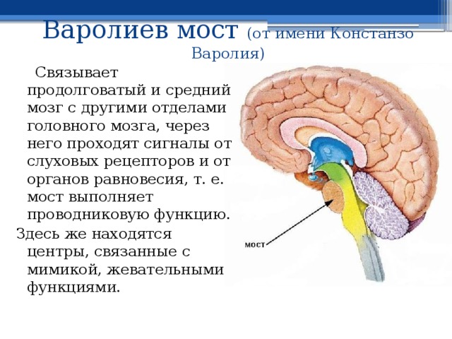Варолиев мост (от имени Констанзо Варолия)  Связывает продолговатый и средний мозг с другими отделами головного мозга, через него проходят сигналы от слуховых рецепторов и от органов равновесия, т. е. мост выполняет проводниковую функцию. Здесь же находятся центры, связанные с мимикой, жевательными функциями.