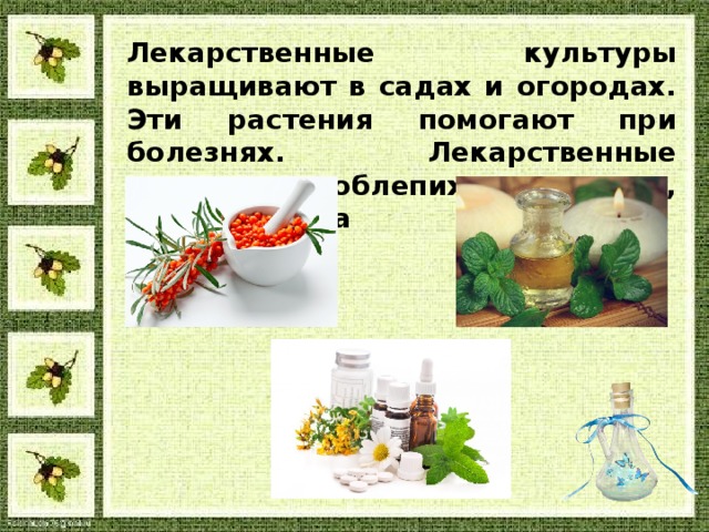 Лекарственные культуры выращивают в садах и огородах. Эти растения помогают при болезнях. Лекарственные культуры облепиха, спаржа, мята, горчица