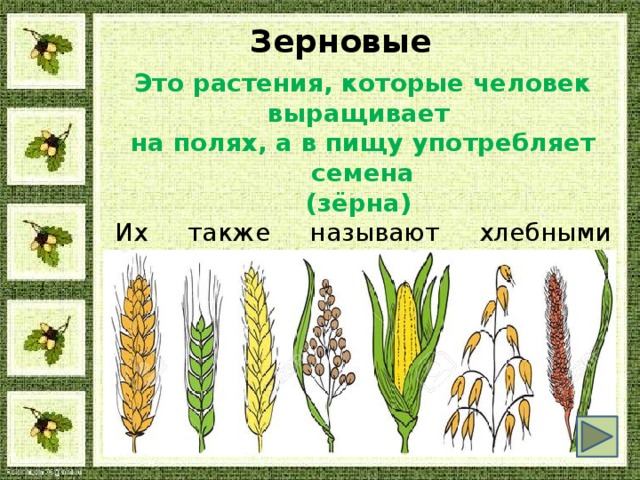 Зерновые Это растения, которые человек выращивает на полях, а в пищу употребляет семена (зёрна) Их также называют хлебными растениями или злаками. К злакам относятся пшеница и рожь, ячмень и просо, овёс, рис и кукуруза.