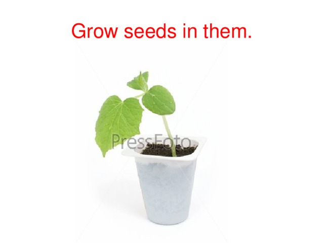 Grow seeds in them.