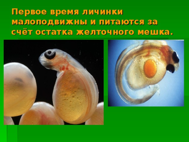Первое время личинки малоподвижны и питаются за счёт остатка желточного мешка.