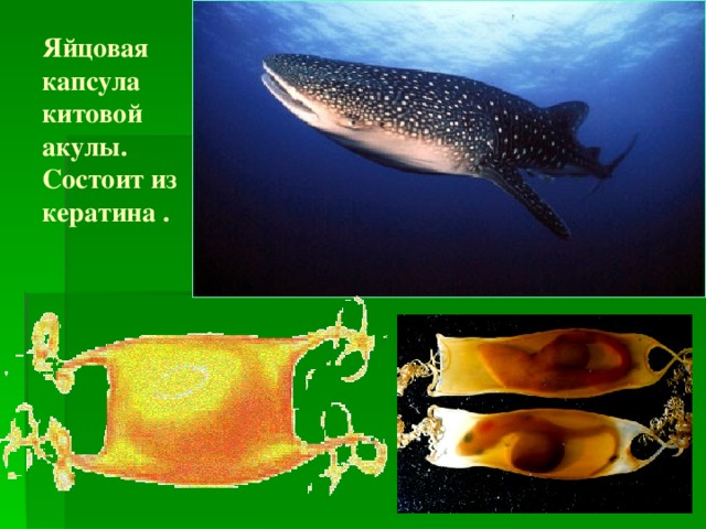 Яйцовая капсула китовой акулы. Состоит из кератина .