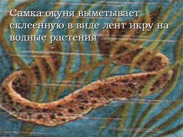 Самка окуня выметывает склеенную в виде лент икру на водные растения