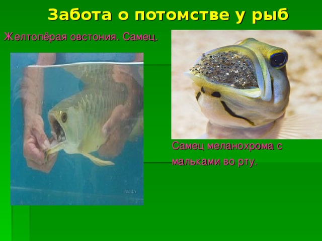 Забота о потомстве у рыб Желтопёрая овстония. Самец.  Самец меланохрома с  мальками во рту.