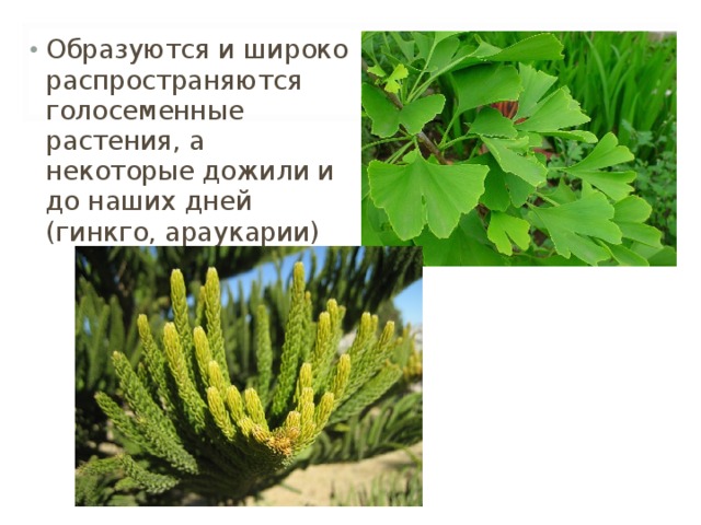 Образуются и широко распространяются голосеменные растения, а некоторые дожили и до наших дней (гинкго, араукарии)