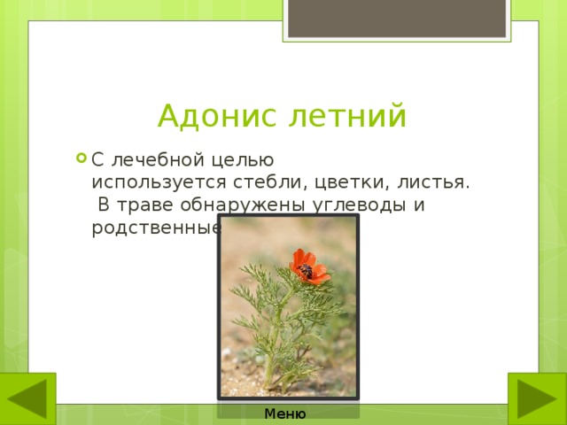 Адонис летний С лечебной целью используется стебли, цветки, листья.  В траве обнаружены углеводы и родственные соединения. Меню