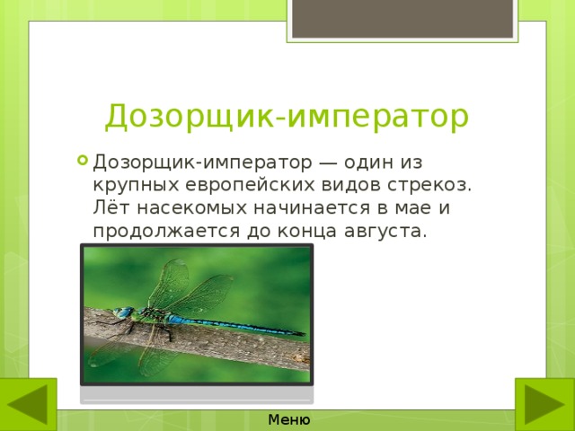 Дозорщик-император Дозорщик-император — один из крупных европейских видов стрекоз. Лёт насекомых начинается в мае и продолжается до конца августа. Меню