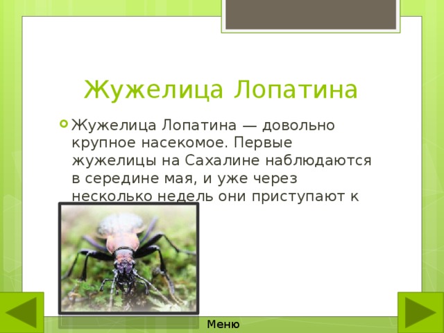Жужелица Лопатина Жужелица Лопатина — довольно крупное насекомое. Первые жужелицы на Сахалине наблюдаются в середине мая, и уже через несколько недель они приступают к размножению. Меню