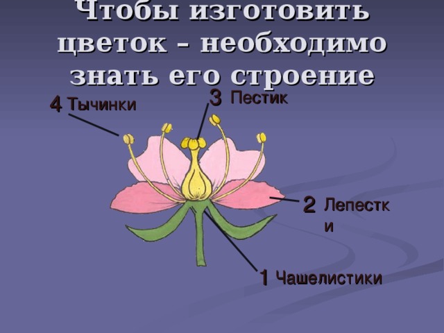 Чтобы изготовить цветок – необходимо знать его строение 3 Пестик 4 Тычинки 2 Лепестки 1 Чашелистики
