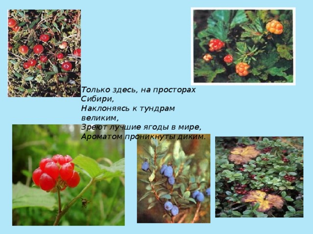 Только здесь, на просторах Сибири,  Наклоняясь к тундрам великим,  Зреют лучшие ягоды в мире,  Ароматом проникнуты диким.