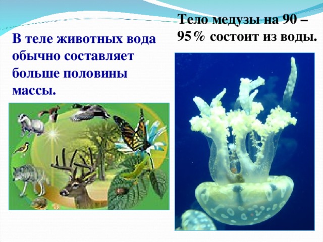 Тело медузы на 90 – 95% состоит из воды. В теле животных вода обычно составляет больше половины массы.