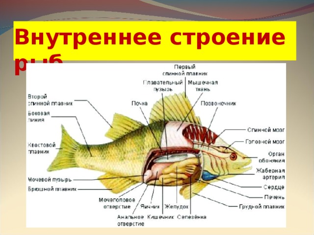 Внутреннее строение рыб