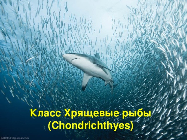 Класс Хрящевые рыбы  ( Chondrichthyes )