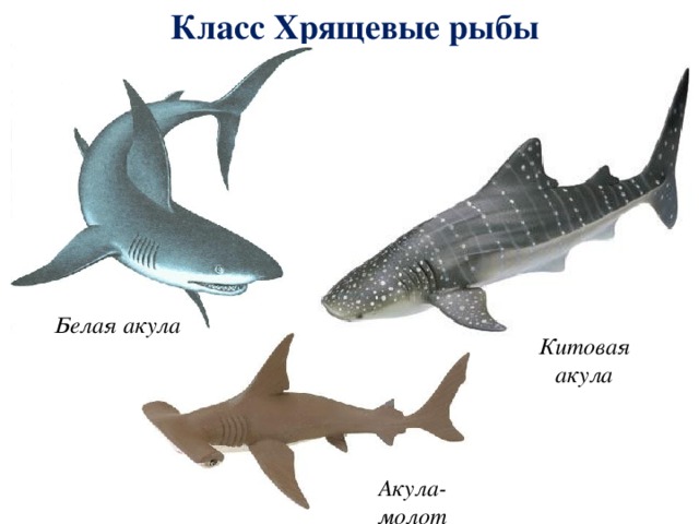 Класс Хрящевые рыбы Белая акула Китовая акула Акула-молот