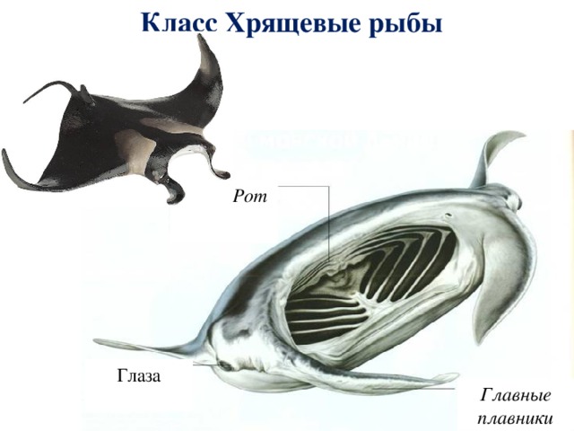 Класс Хрящевые рыбы Рот Глаза Главные плавники