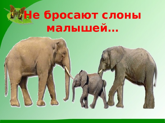 Не бросают слоны малышей…
