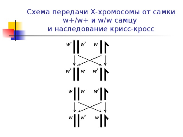 Схема передачи X -хромосомы от самки w+/w+ и w/w самцу  и наследование крисс-кросс