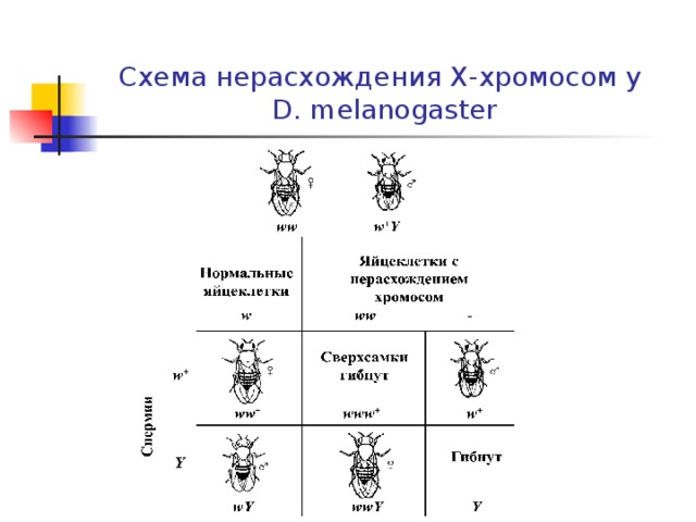 Схема нерасхождения Х-хромосом  у   D. melanogaster
