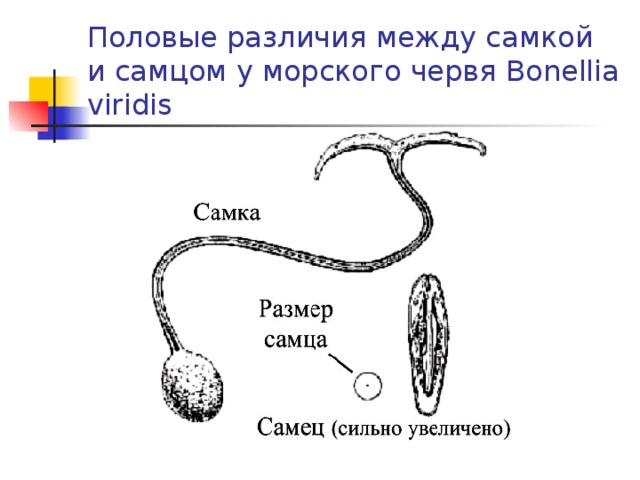 Половые различия между самкой и самцом у морского червя Bonellia viridis