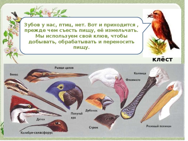 Форма и строение клюва птиц. Клювы птиц. Формы клюва у птиц. Типы клювов у птиц. Разнообразие клювов и лап птиц.