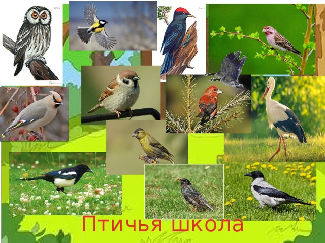 Эти удивительные птицы Птичья школа
