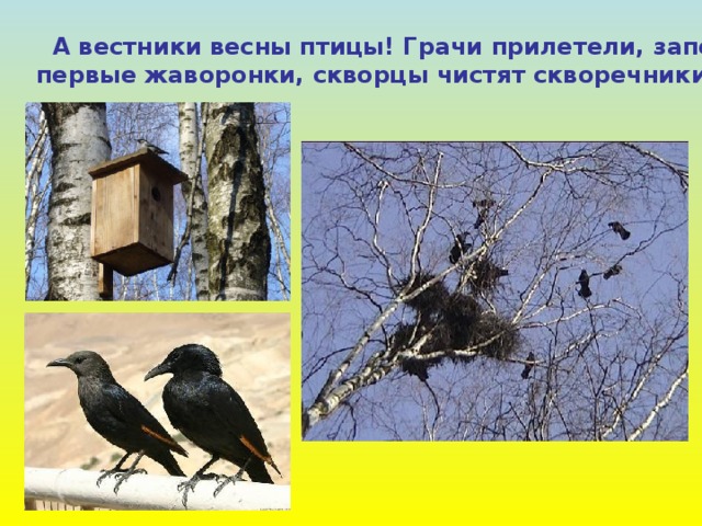 А вестники весны птицы! Грачи прилетели, запели первые жаворонки, скворцы чистят скворечники.