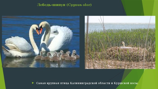 Лебедь-шипун (Cygnus olor)   Самая крупная птица Калининградской области и Куршской косы.