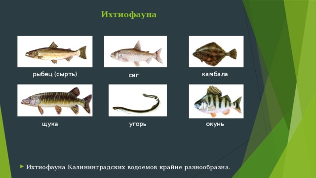 Ихтиофауна   камбала рыбец (сырть) сиг Ихтиофауна Калининградских водоемов крайне разнообразна. щука окунь угорь