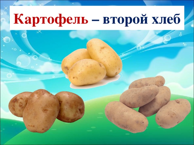 Картофель – второй хлеб