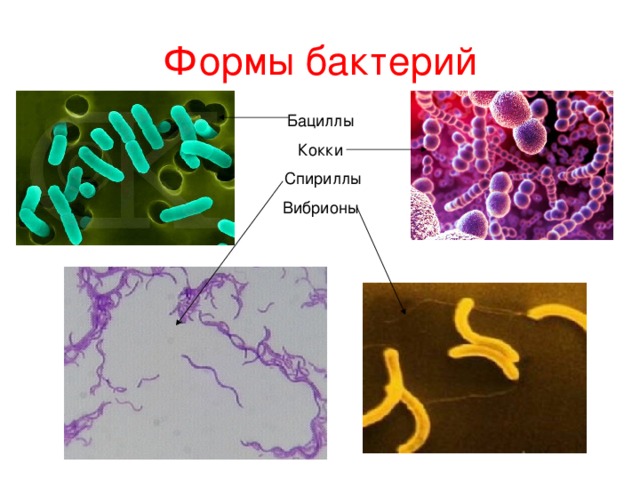 Формы бактерий