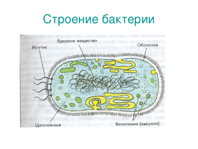 Строение бактерии