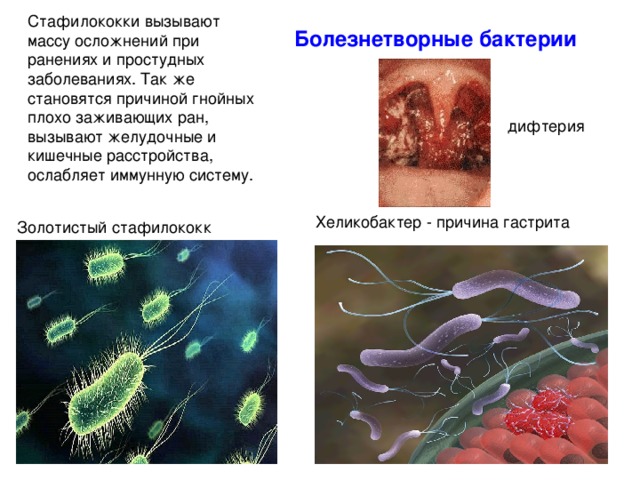 Болезнетворные бактерии Хеликобактер - причина гастрита
